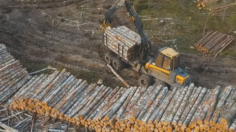 Unloading of cut trees Stockbeeldmateriaal 105153215