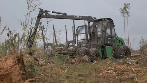 Unloading of cutted wood Stock Footage 84024709