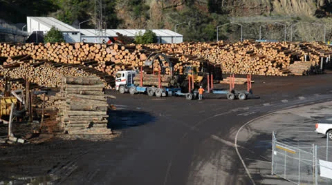 Unloading Export Logs Stock Footage 26308563