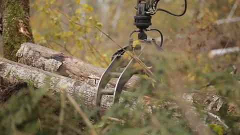 Unloading of fallen trees after windstorm Stock Footage 84199448