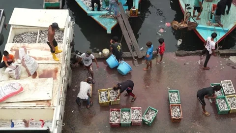 Unloading fish Stock Footage 255124898