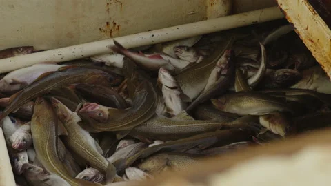Unloading fish from the trawl. Stock Footage 221614903