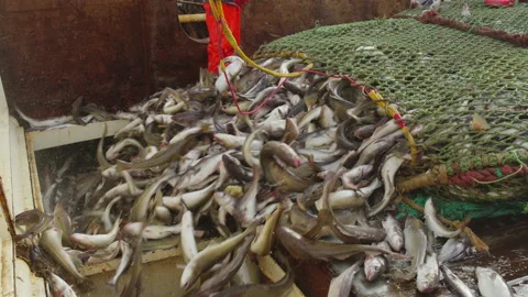 Unloading fish from the trawl. Vidéo 221615903