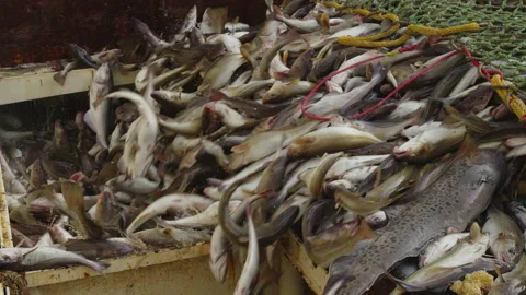 Unloading fish from the trawl. Vidéo 221616210
