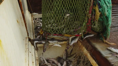 Unloading fish from the trawl. Stock Footage 221616311