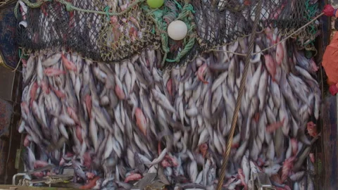 Unloading fish from the trawl. 스톡 동영상 245096412