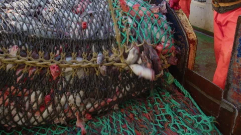 Unloading fish from the trawl. Vídeo Stock 311318518
