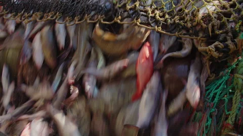 Unloading fish from the trawl. Vídeos de archivo 311318675