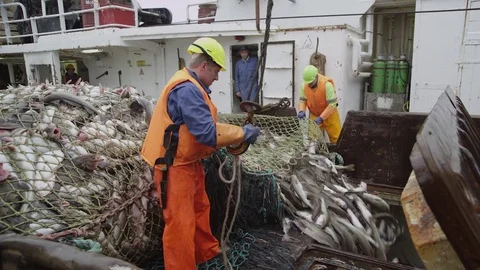 Unloading fish from the trawl to the hold. Vidéo 84889992