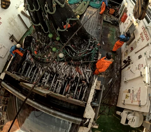 Unloading fish from the trawl.ditorial Use Only Stock Footage 245357033