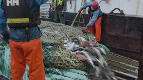Unloading fish from the trawl.Editorial Use Only Stock Footage 241653512