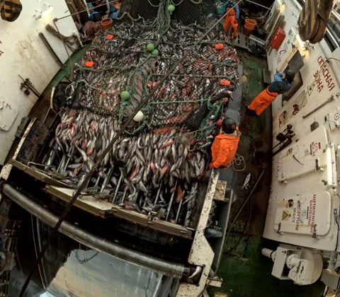 Unloading fish from the trawl.Editorial Use Only Vidéo 245357010