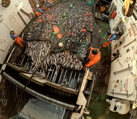 Unloading fish from the trawl.Editorial Use Only Stock Footage 245357021