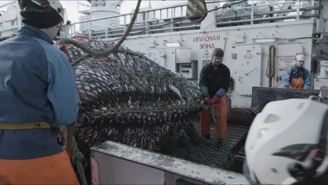 Unloading fish from the trawl.Editorial Use Only Vídeo Stock 245498627