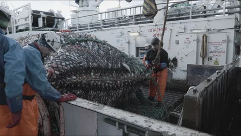 Unloading fish from the trawl.Editorial Use Only Vídeo Stock 245499697