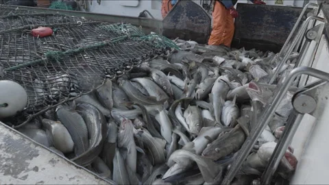 Unloading fish from the trawl.Editorial Use Only Stock Footage 245691725