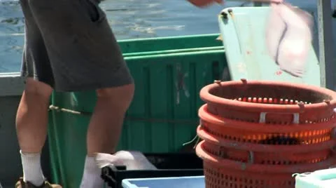 Unloading flounder; 2 Stock Footage 12278434