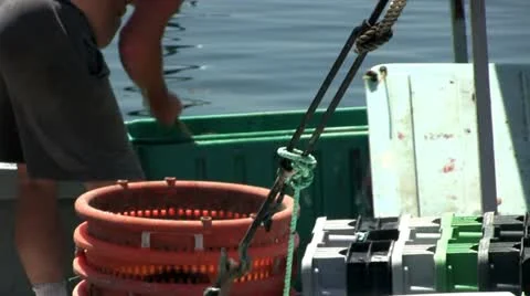Unloading flounder; 5 Stock Footage 12278839