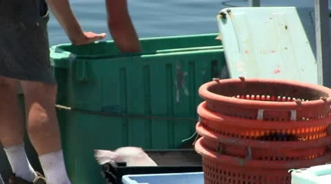 Unloading flounder Stock Footage 12278146