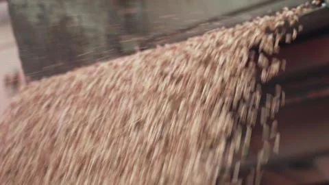 Unloading grain for sowing. Closeup 動画素材 240544741