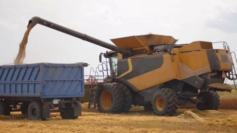 Unloading grains into truck by unloading auger. Combine harvesters cuts and Stock Footage 147489962
