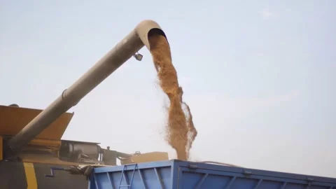 Unloading grains into truck by unloading auger. Ripe wheat grain falling from Stock Footage 147492663