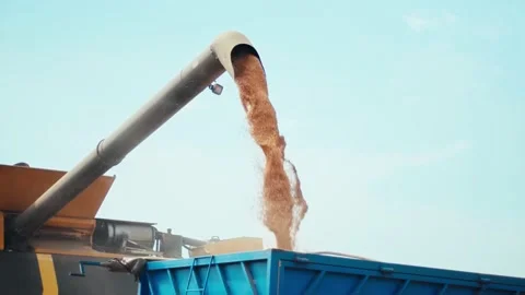 Unloading grains into truck by unloading auger. Ripe wheat grain falling from Video stock 157286730