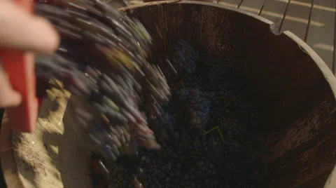 Unloading Grapes From Box (Canon Log) Stock Footage 54467243