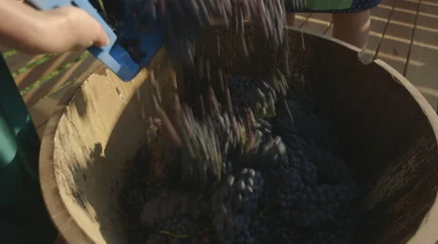 Unloading Grapes From Box (Canon Log) Stock Footage 54468472