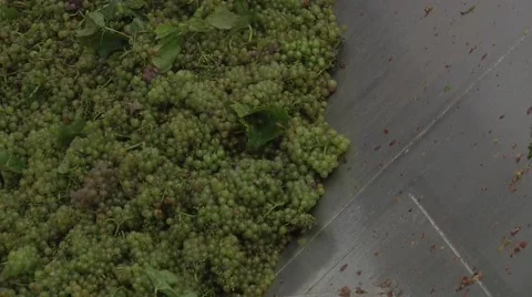 Unloading Grapes into Container Stock Footage 47476822
