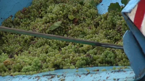Unloading Grapes From Tractor Trailer into Container Stock Footage 47476834