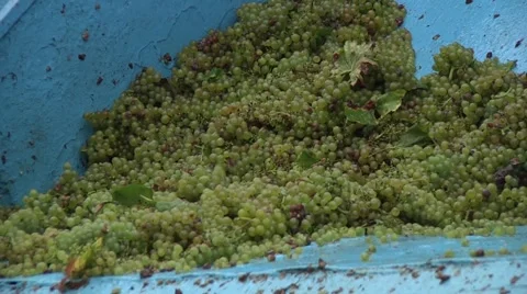 Unloading Grapes From Tractor Trailer into Container 3 Stock Footage 47476849