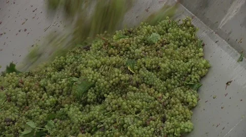Unloading Grapes From a Tractor Trailer Stock Footage 47476799