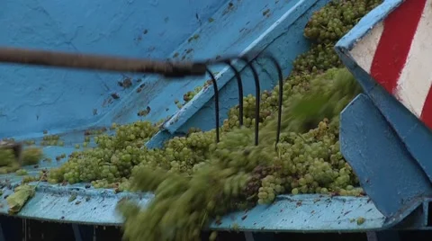 Unloading Grapes From Tractor Trailer Using a Pitchfork 2 Stock Footage 47476808