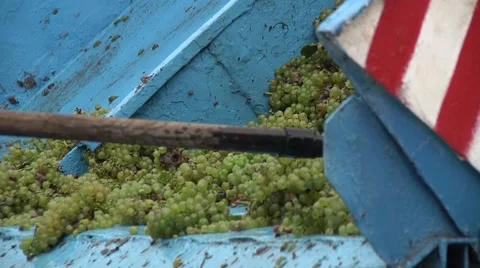 Unloading Grapes From Tractor Trailer Using a Pitchfork Stock Footage 47476870