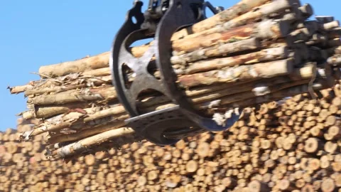 Unloading logs into stacks in the forest. Deforestation. Stockbeeldmateriaal 293194215