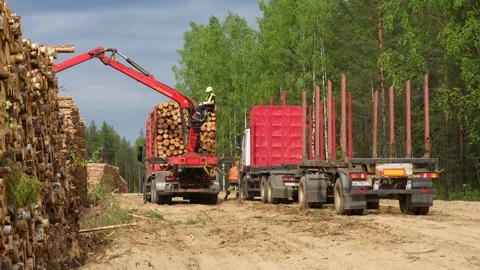 Unloading logs into stacks in the forest. Deforestation. Stockbeeldmateriaal 293194295