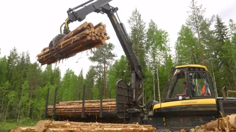 Unloading logs into stacks in the forest. Deforestation. Video stock 293213642