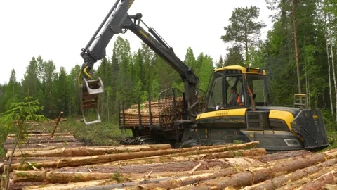 Unloading logs into stacks in the forest. Deforestation. Stockbeeldmateriaal 293214715