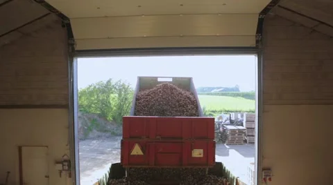 Unloading potatoes in sorting machine Stock Footage 60255684