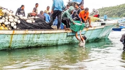 The Unloading Process of Fresh Sea Fish from Fishing Boat Stock Photos