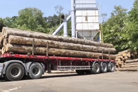 Unloading of raw pine logs from the Assortment Truck and dissolution with t.. Stock Photos