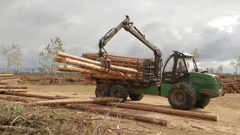 Unloading the roundwood Stock Footage 83851843