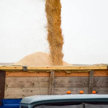 Unloading screw a combine harvester. Unloading grain from a combine harvester Foto stock