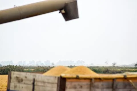 Unloading screw a combine harvester. Unloading grain from a combine harvester Stock Photos