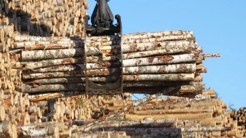 Unloading timber from a logging truck into stacks 스톡 동영상 294055304