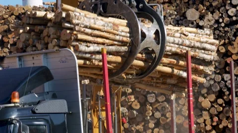 Unloading of timber into stacks. Logging Video stock 293205870