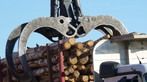 Unloading of timber into stacks. Logging Stockbeeldmateriaal 293210685