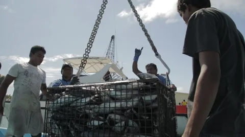 Unloading Tuna At Dock From The Fishing Ship Stock Footage 60917547
