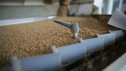 Unloading wheat, close up. Close up heap of yellow cereals Stock Footage 107270384